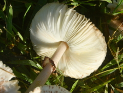 Leucoagaricus americanus