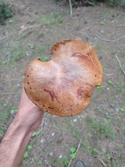 Suillus collinitus