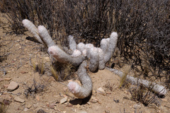 Oreocereus trollii