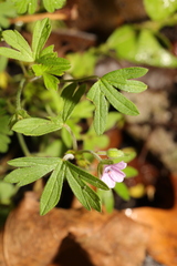 Geranium dissectum