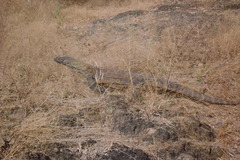 Varanus komodoensis