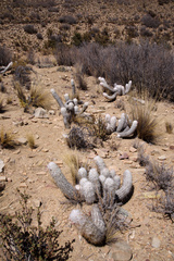 Oreocereus trollii