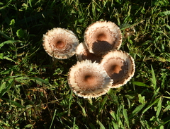 Leucoagaricus americanus