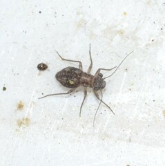 Mesopsocus