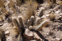 Oreocereus trollii