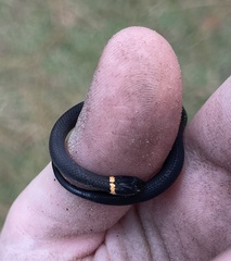 Diadophis punctatus punctatus