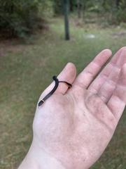 Diadophis punctatus punctatus