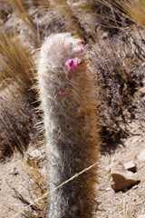 Oreocereus trollii