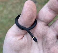 Diadophis punctatus punctatus