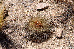 Parodia maassii
