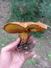Suillus collinitus