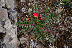 Hypseocharis pimpinellifolia