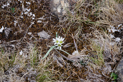 Nothoscordum andicola