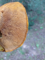 Suillus collinitus