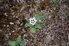 Acaulimalva nubigena