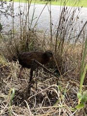 Gallirallus australis australis