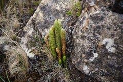 Phlegmariurus saururus