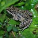 Mexican White-lipped Frog - Photo (c) Juan Manuel de Roux, some rights reserved (CC BY-NC), uploaded by Juan Manuel de Roux