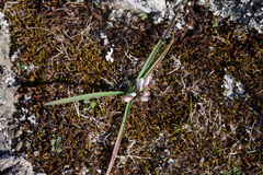 Nothoscordum andicola