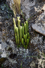 Phlegmariurus saururus