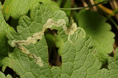Amauromyza labiatarum