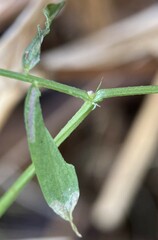 Vicia tetrasperma
