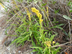Solidago mexicana