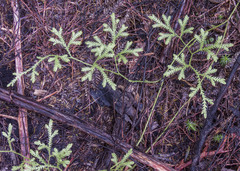 Lycopodium volubile