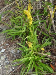 Solidago mexicana