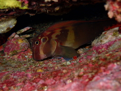 Ophioblennius steindachneri