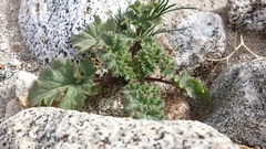 Phacelia pedicellata