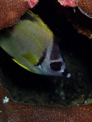 Johnrandallia nigrirostris