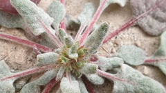 Chorizanthe corrugata