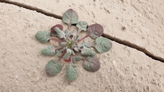 Chorizanthe corrugata