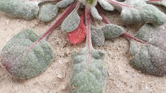 Chorizanthe corrugata