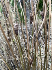 Carex testacea