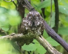 Antrostomus vociferus