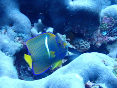 Holacanthus passer