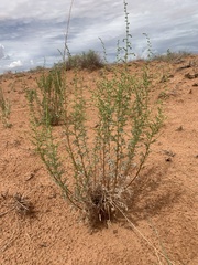 Artemisia campestris pacifica