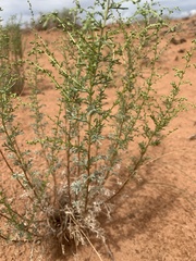 Artemisia campestris pacifica