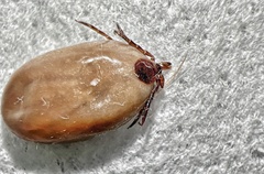 Ixodidae