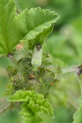 Closterotomus norwegicus