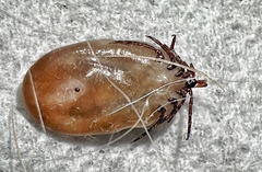 Ixodidae