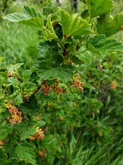 Ribes magellanicum