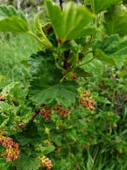 Ribes magellanicum