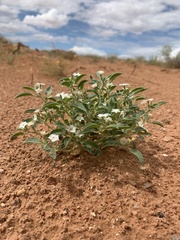 Euploca convolvulacea