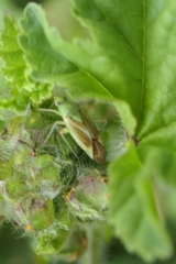 Closterotomus norwegicus