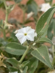 Euploca convolvulacea