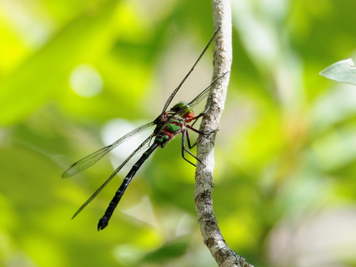 Australian Green-striped Darner photo 5