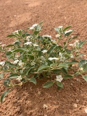 Euploca convolvulacea